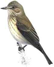 Ilustrácia muchárika sivého (Muscicapa striata)